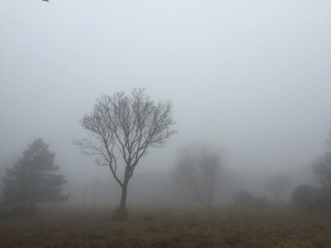 nebbia in bosco